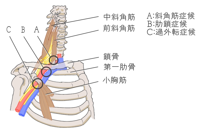 痛い が 肋骨 あいだ の ストレスと肋骨（あばら）の痛みの関係を心と体のプロが解説